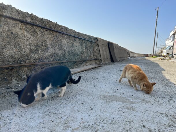 六島　猫