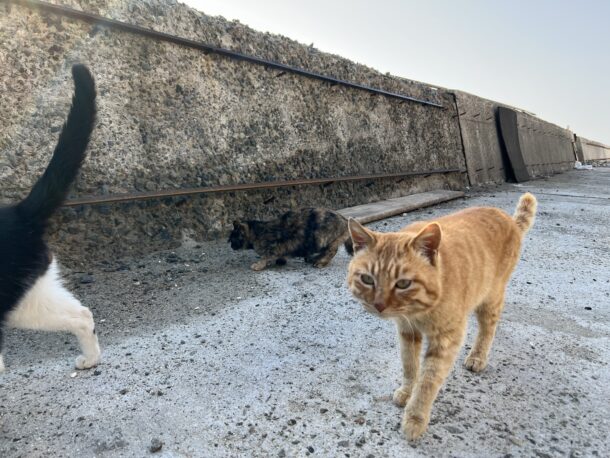 六島　猫